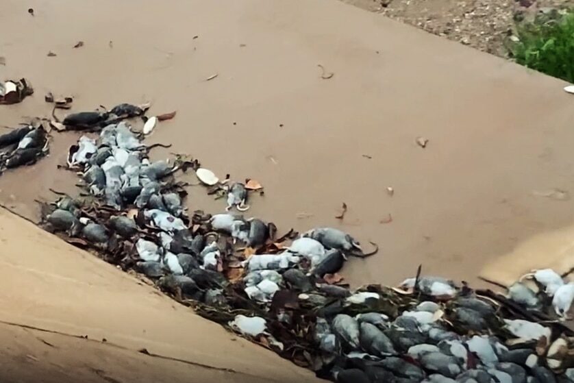 Click to enlarge rats queensland