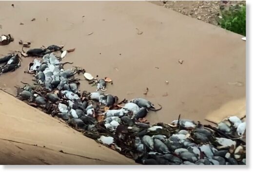 rats queensland