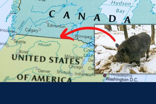 Click to enlarge super pigs feral hogs canada to us