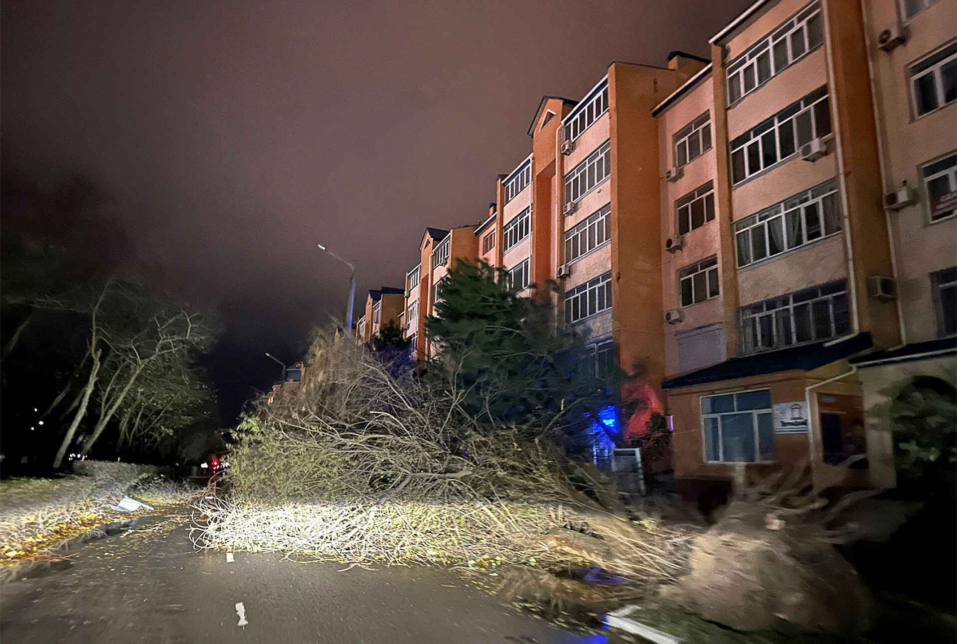 Fallen trees in Yevpatoria.