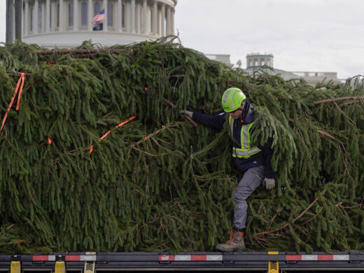 White house christmas tree