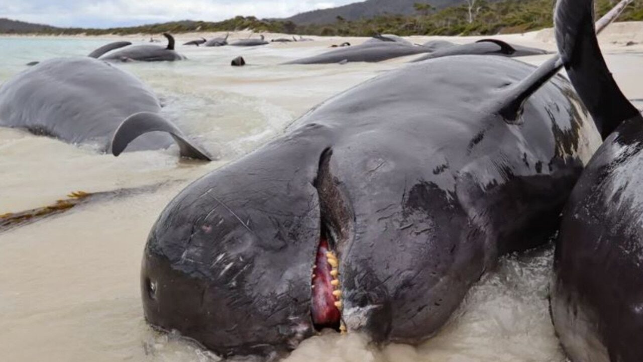 More than 30 dolphins washed up on shore on Bryan’s Beach on Tuesday.
