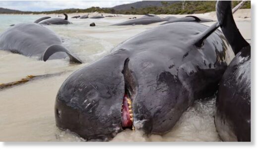 More than 30 dolphins washed up on shore on Bryan’s Beach on Tuesday.