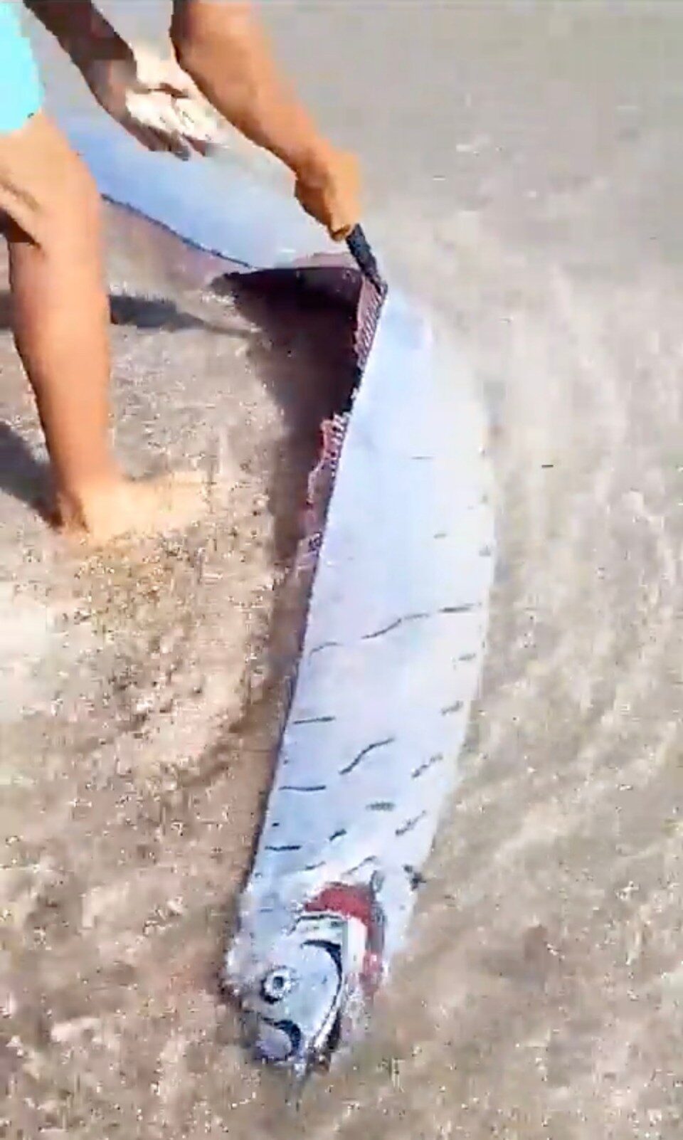 Rare oarfish dubbed 'harbinger of earthquakes' found washed up on beach in the Dominican Republic
