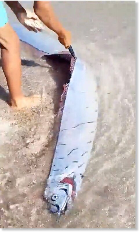 An oarfish was spotted on the shoreline of Los Coquitos beach in Dominican Republic