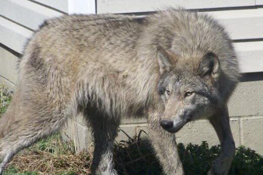Pet wolf hybrid attacks, kills 3-month old baby in Alabama