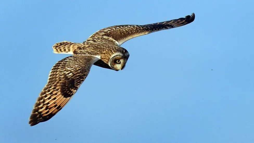 Short-eared owls, like this one seen over Kent in October, are proving a hit with bird-watchers in East Yorkshire