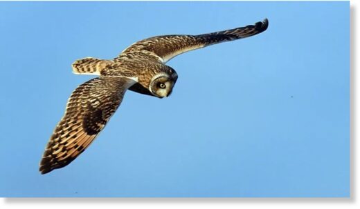 Click to enlarge Short-eared owls, like this one seen over Kent in October, are proving a hit with bird-watchers in East Yorkshire