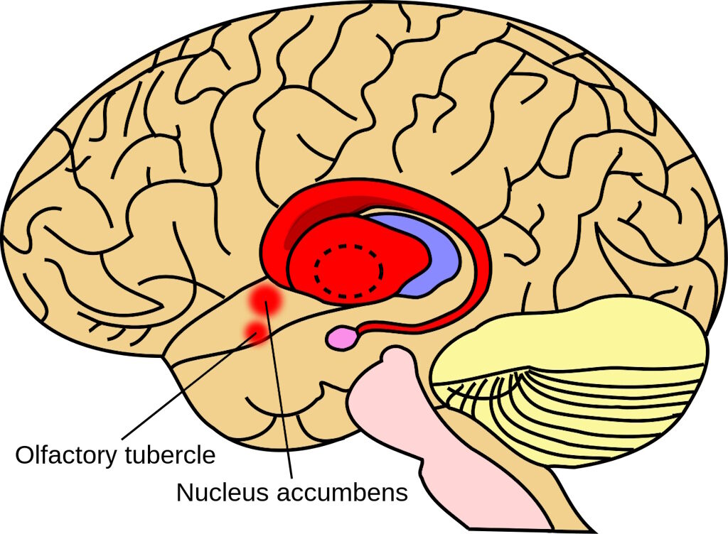 stratium brain
