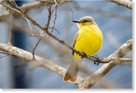 Click to enlarge The cattle tyrant is a flycatcher bird native to South America that has never been sighted north of Panama, until now.