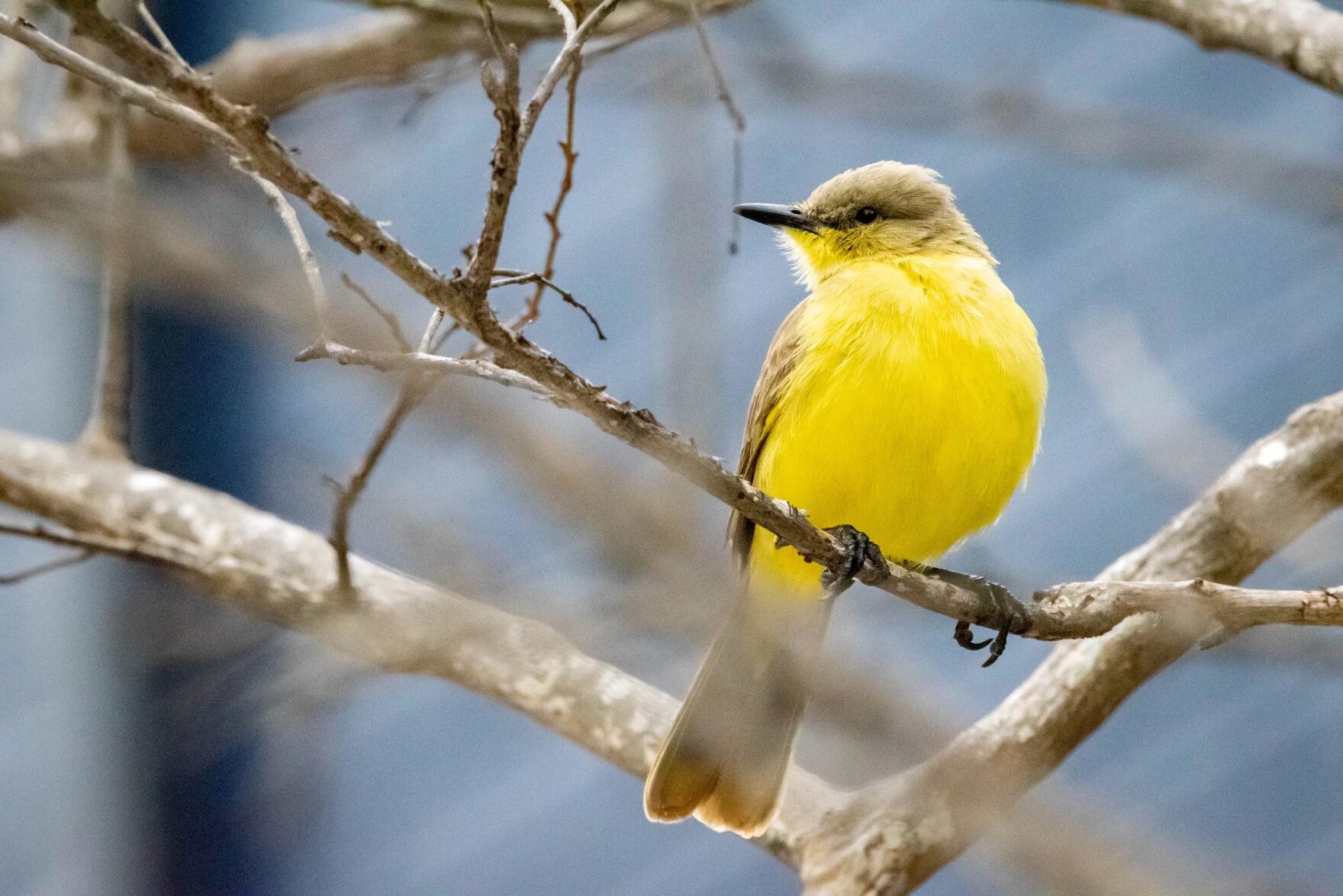 The cattle tyrant is a flycatcher bird native to South America that has never been sighted north of Panama, until now.