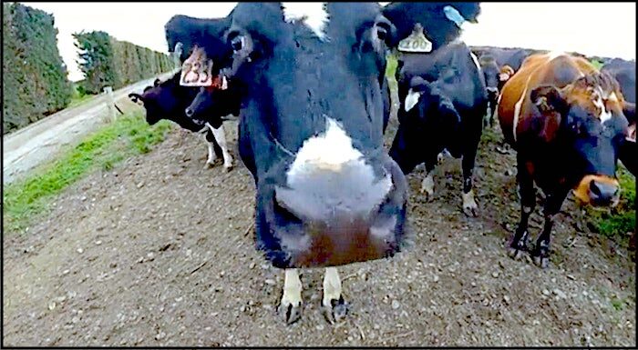 Click to enlarge farmstock