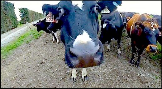 farmstock