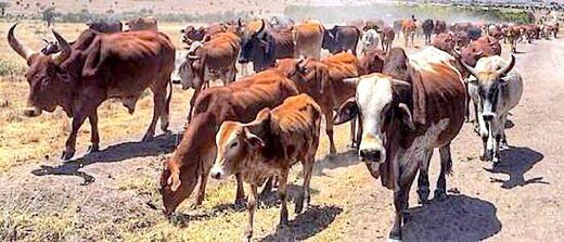 cattle
