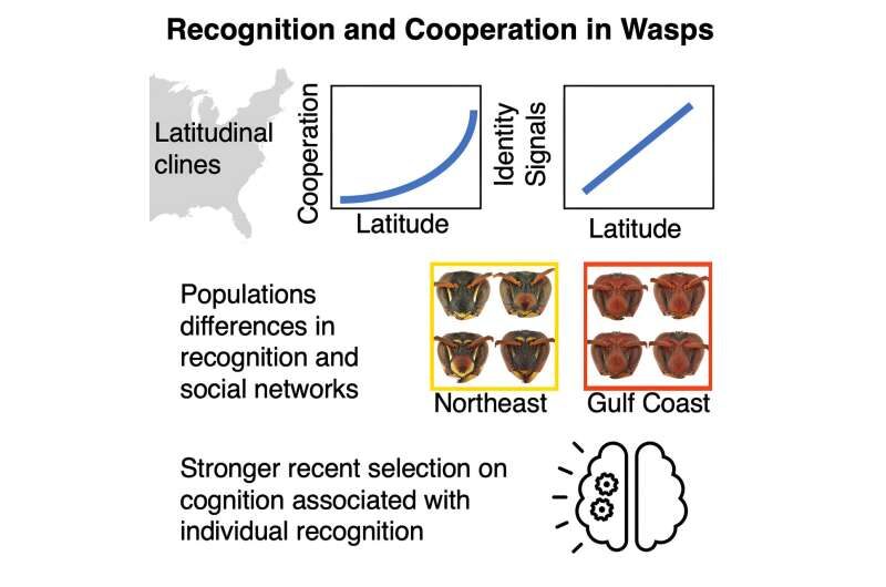 wasp facial recognition social insects