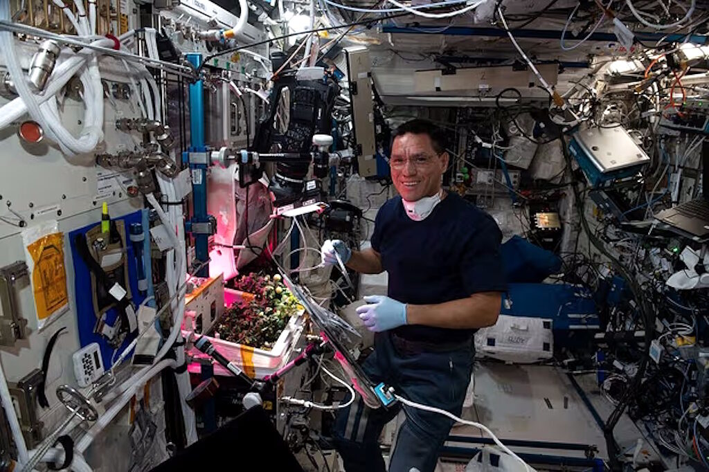 ISS  space vegetable garden lostt omato