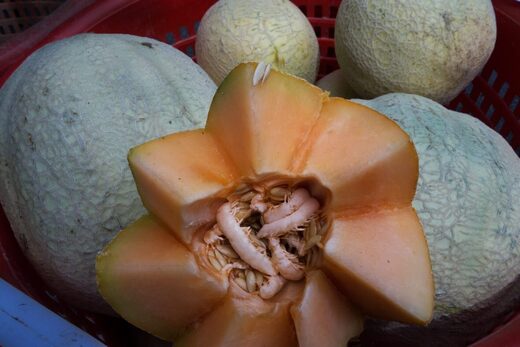 cantaloupe
