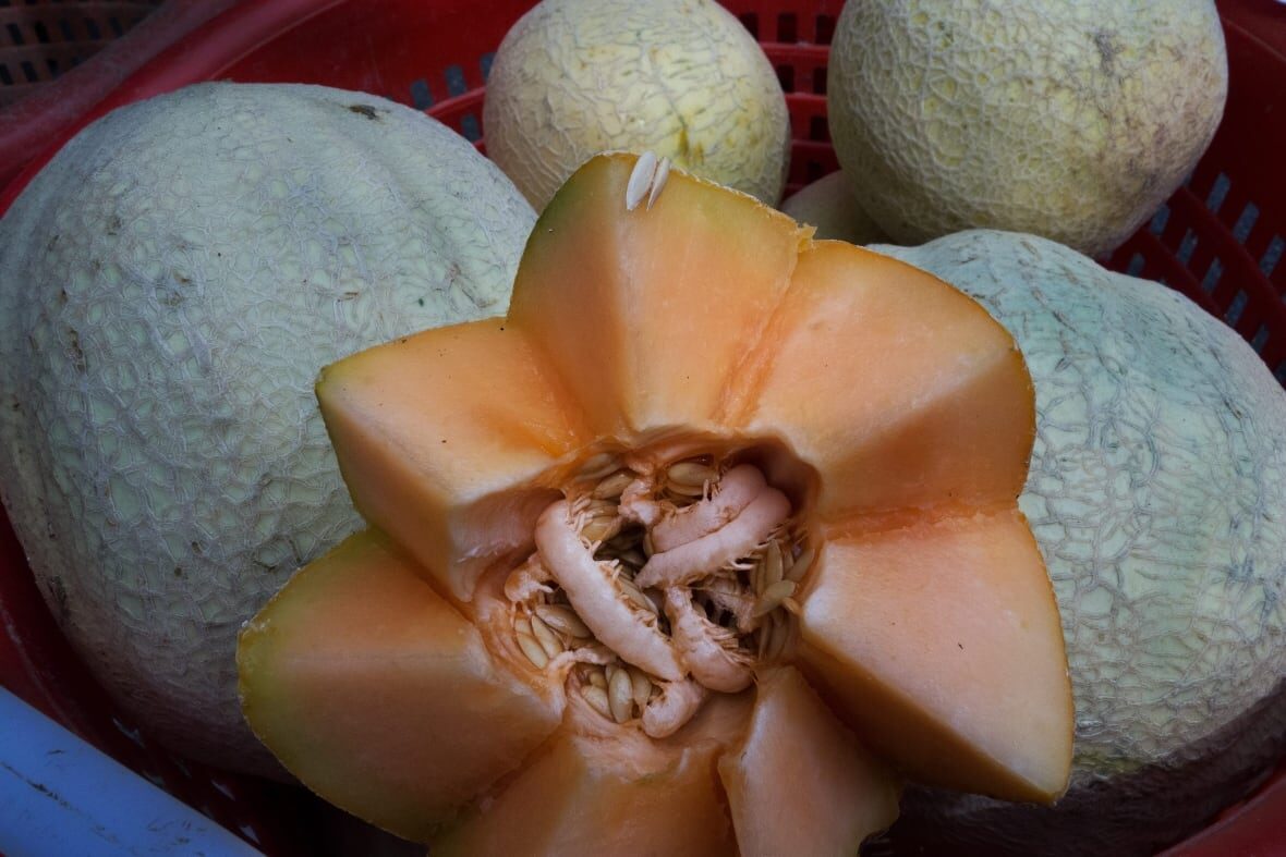 cantaloupe
