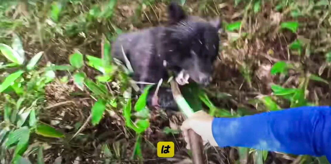 Seishi Sato attacked by a bear while picking mushrooms, in Iwaizumi, Iwate prefecture.