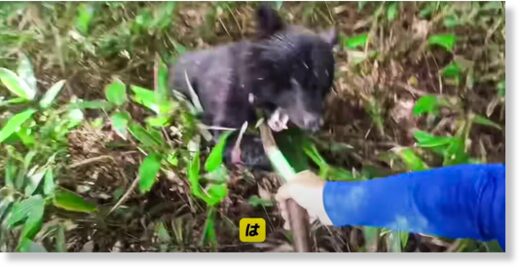 Seishi Sato attacked by a bear while picking mushrooms, in Iwaizumi, Iwate prefecture.