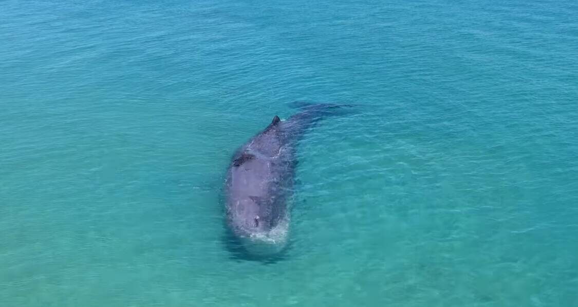 Stranded sperm whale dies despite rescue attempts