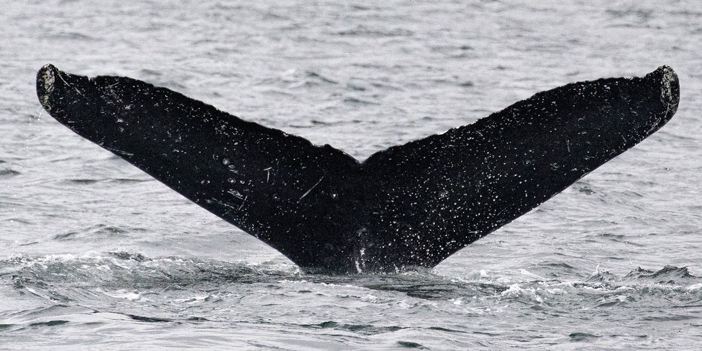 Tail of a Whale