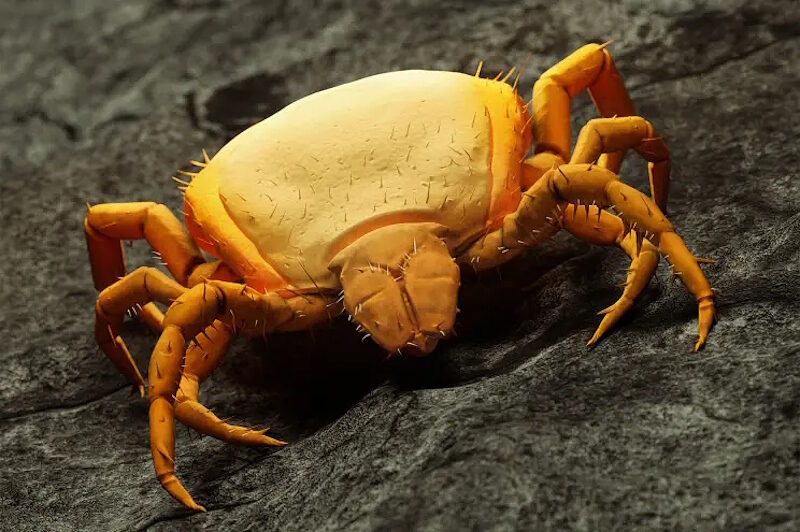 Click to enlarge Rocky Mountain Spotted Fever ticks california