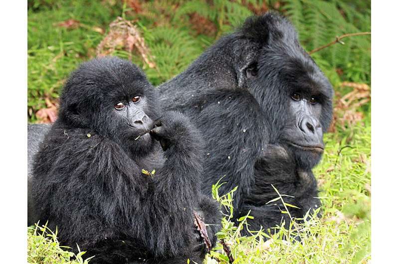 Click to enlarge gorilla