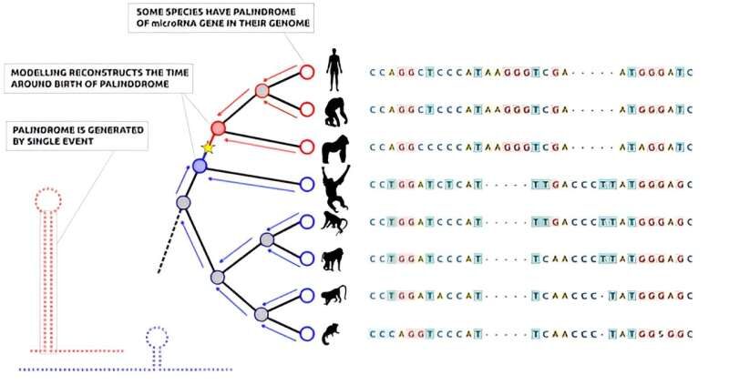 DNA replication 2