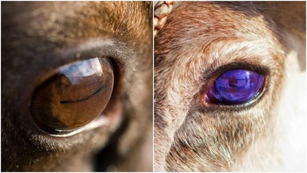 reindeer  eye color change