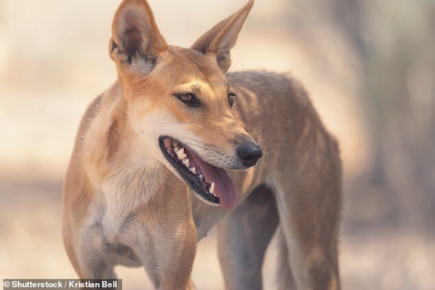Click to enlarge The child was knee-boarding in waters off Fraser Island on Monday, which has the Indigenous name K'gar, when the dog began to circle him (stock image)