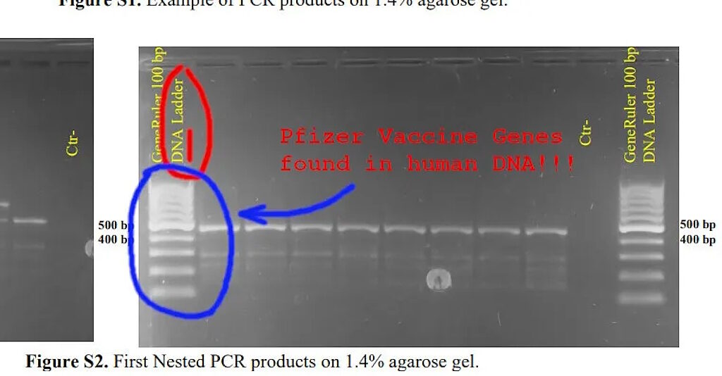 Click to enlarge covid vaccine transcribe to human dna
