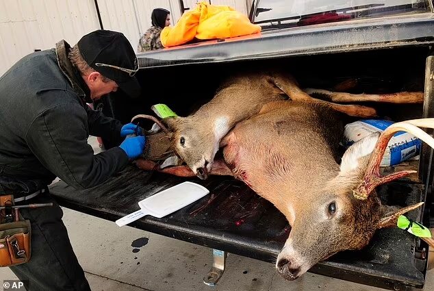 zombie deer virus