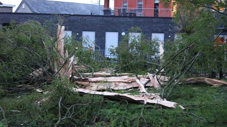 tree lightning nl