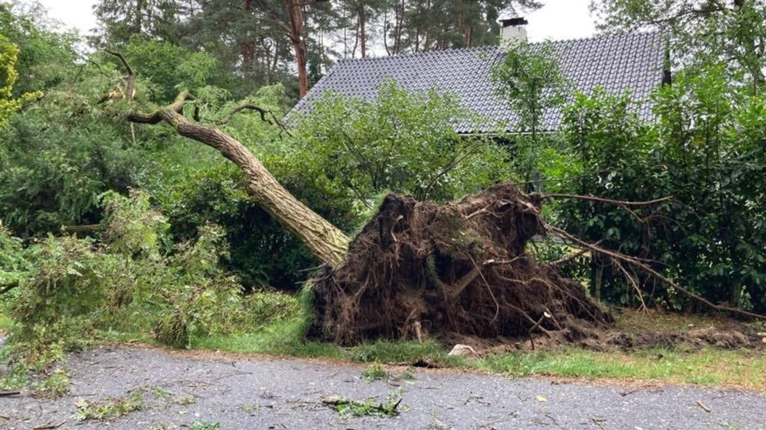 tree storm poly