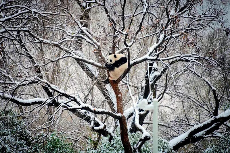 panda bear beijing zoo snow