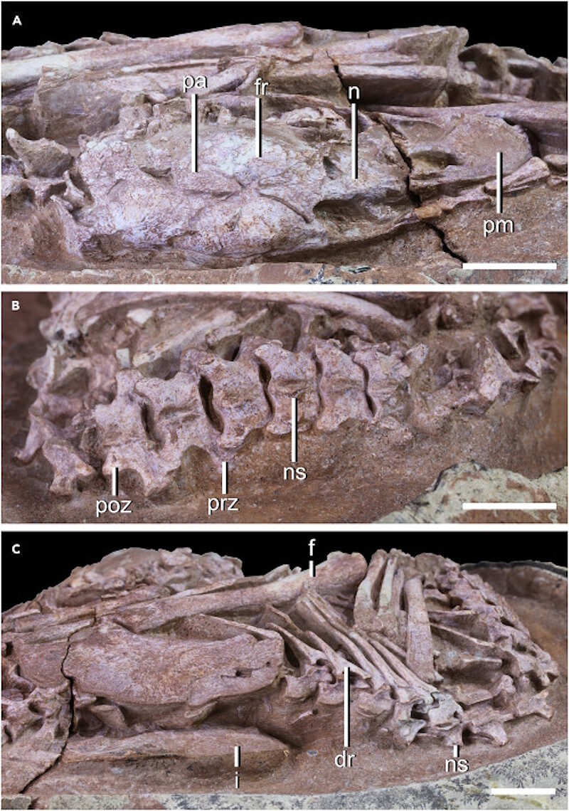 oviraptorid theropod dinosaur embryo