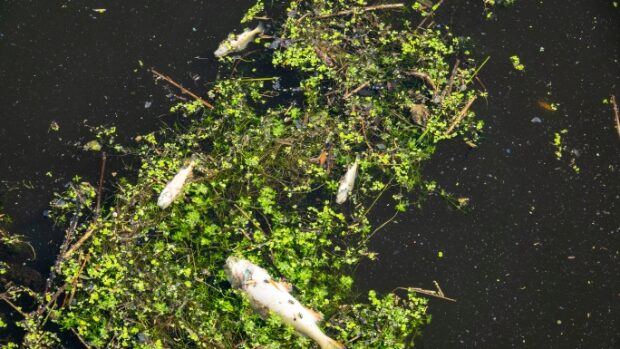 dead fish brabant