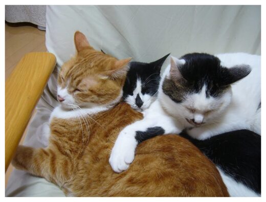 Click to enlarge Cats