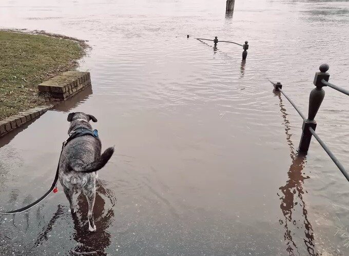 dog flood