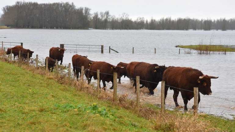cattle nl flood