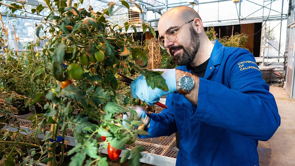 research tomato drought conditions adaptation