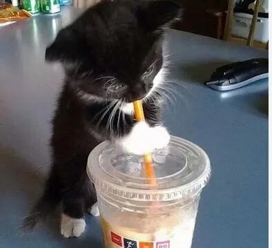 Click to enlarge Kitten Drinking