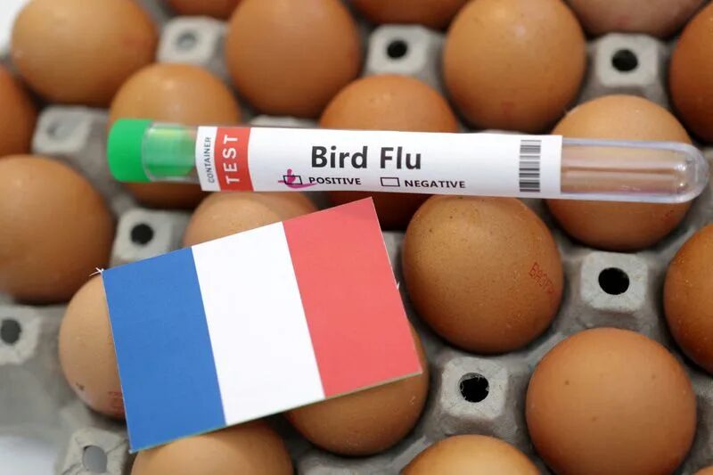 bird flu france