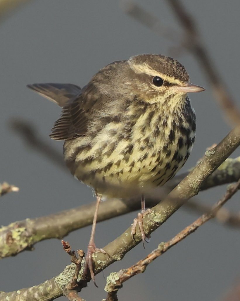 northern waterthrush