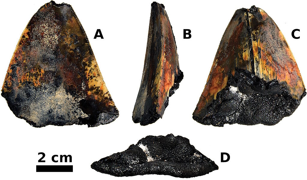 megalodon tooth fossil