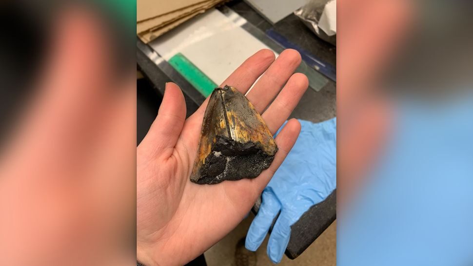megalodon tooth