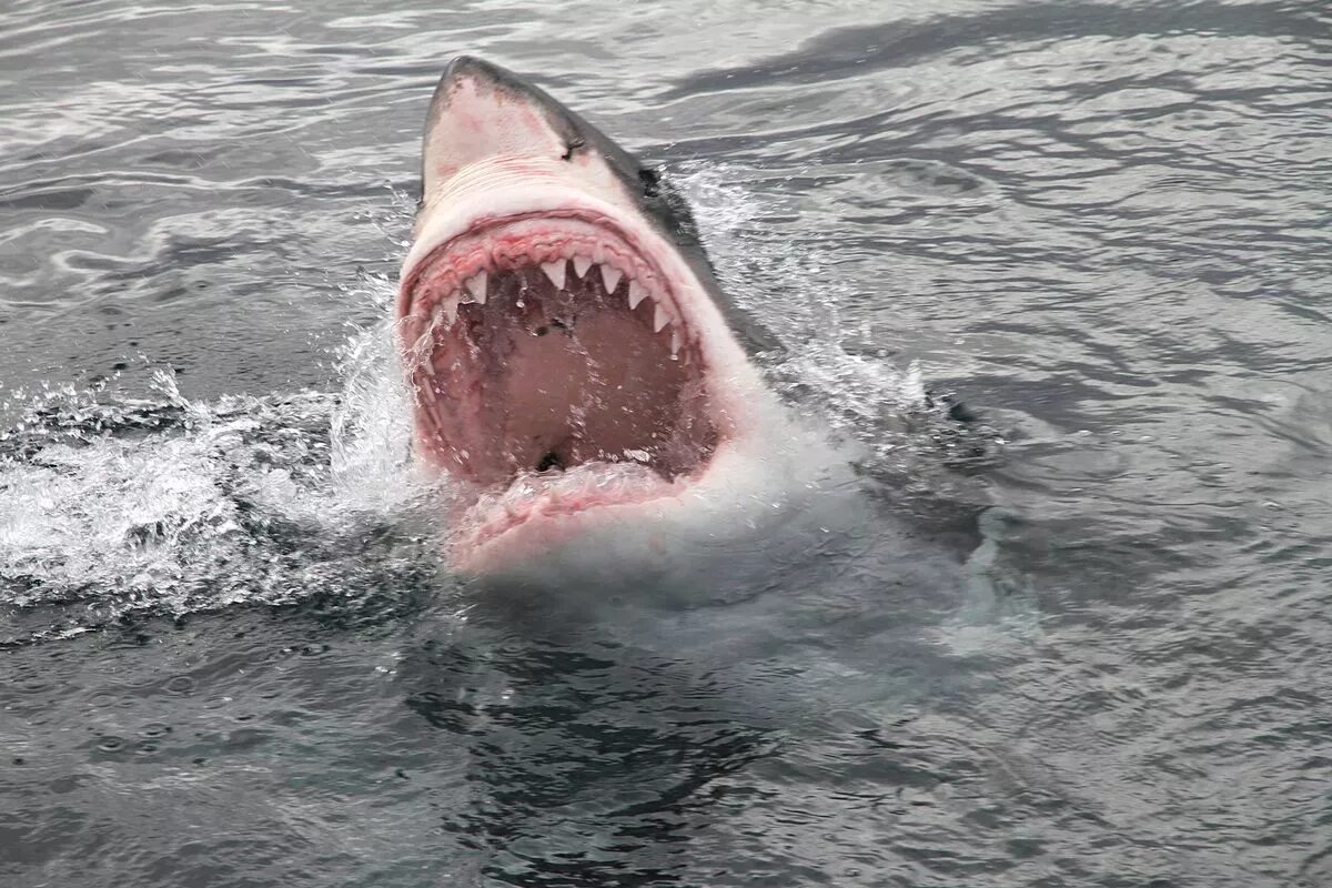 The horror attack left the fisherman dead and without a limb in the last moments of his life (stock)