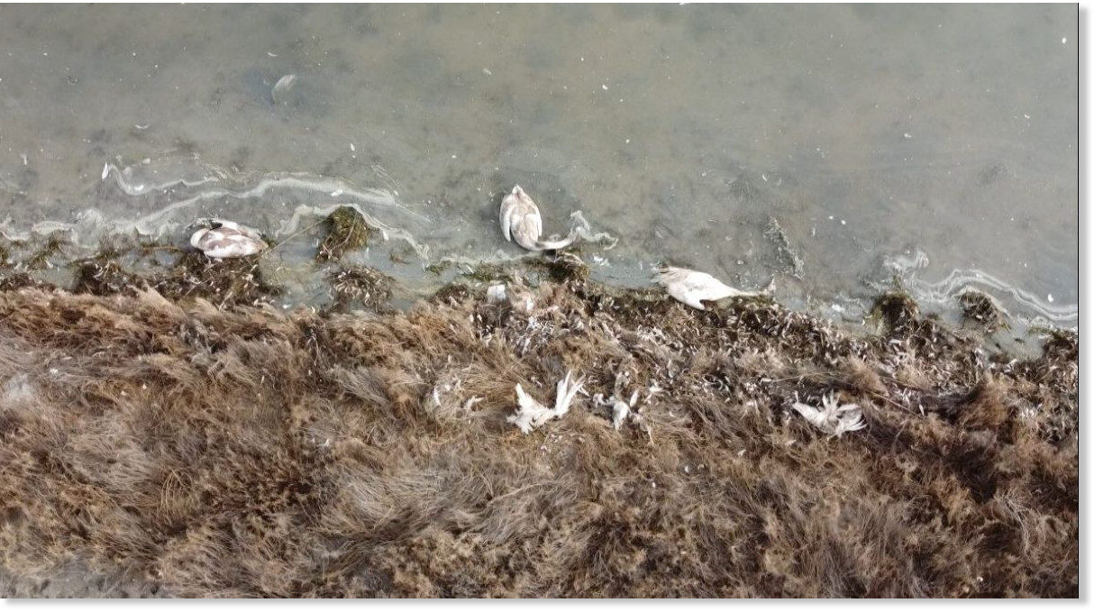 Nearly 700 Swans Mysteriously Found Dead at Nature Reserve Near Site of Soviet-Era Nuclear Plant