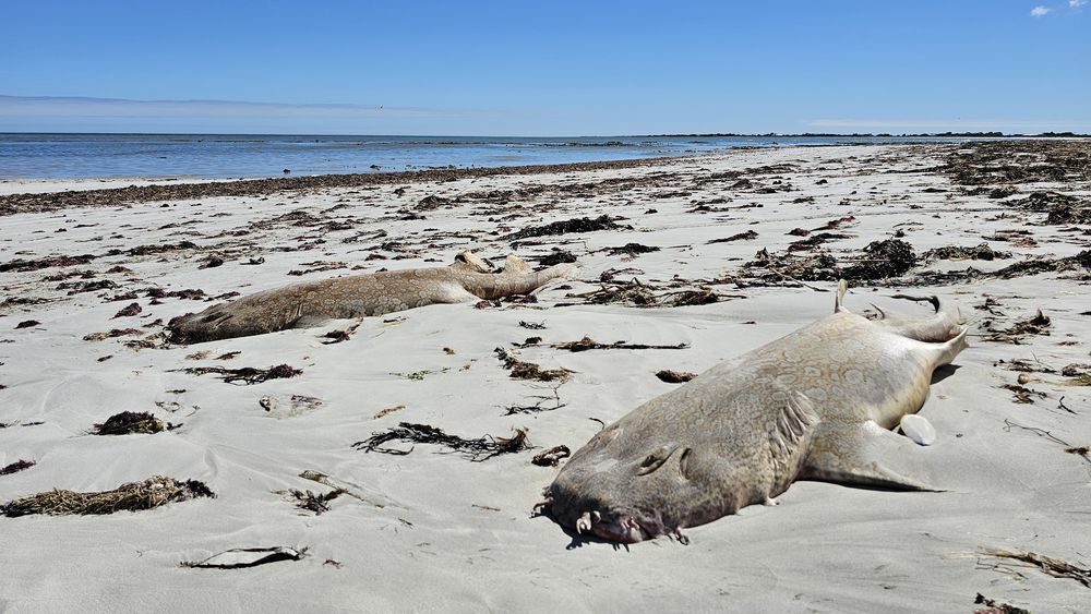Dozens of dead fish were found on the shores